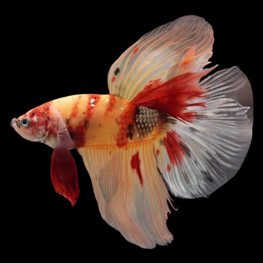 Rare Giant Halfmoon Nemo Betta Fish (Male)