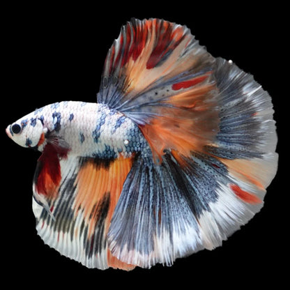 Competition Halfmoon Multicolors Betta Fish (MALE)