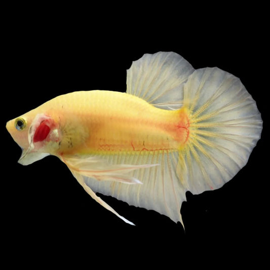 Vivid Yellow Betta Fish (Male)