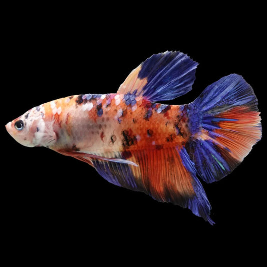 Rare Giant Multicolors Betta Fish (Male)