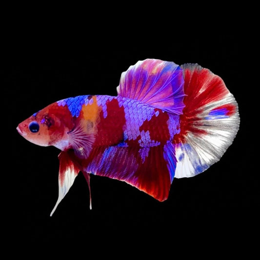 Rare Koi Multicolors Betta Fish (Male)