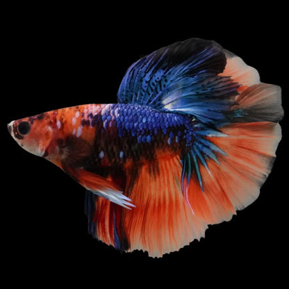 Rare Halfmoon Multicolors Betta Fish (Male)
