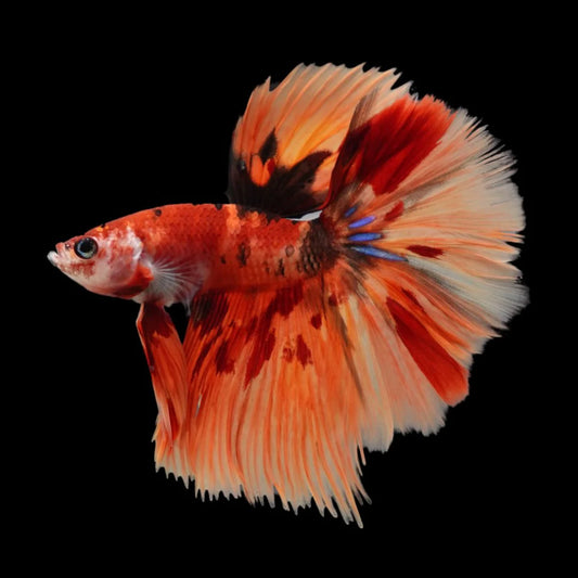 Rare Halfmoon Multicolors Betta Fish (Male)