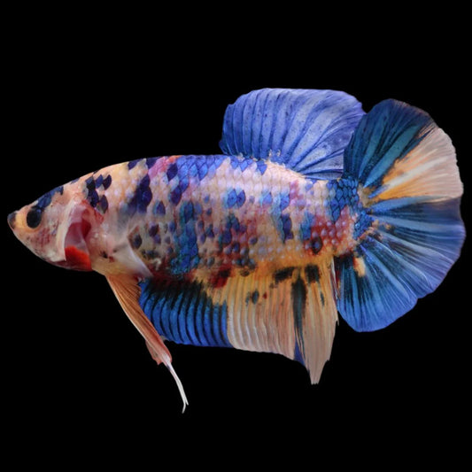 Rare Giant Multicolors Betta Fish (Male)