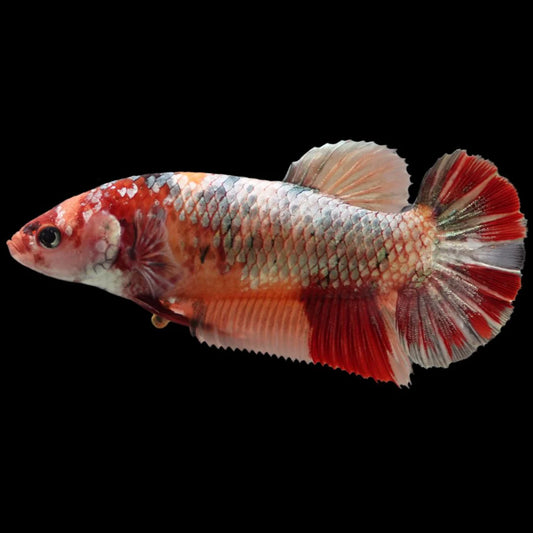 Rare Super Giant Red Copper Betta Fish (Female)