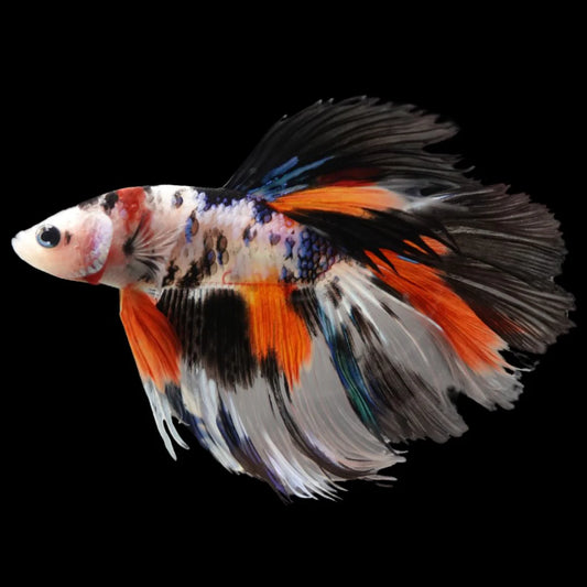 Rare Halfmoon Koi Multicolors Betta Fish (Male)