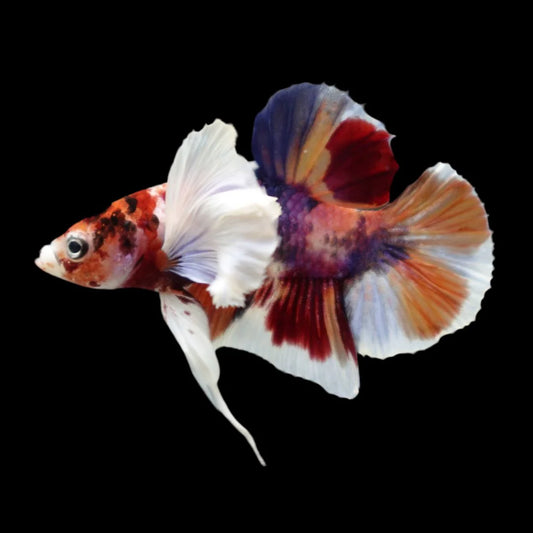 Competition grade - Dumbo Multicolors Betta Fish (MALE)