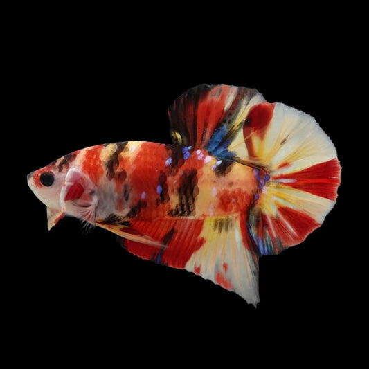 Rare Fire Tiger Betta Fish (Male)