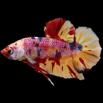 Rare Giant Multicolors Betta Fish (Male)