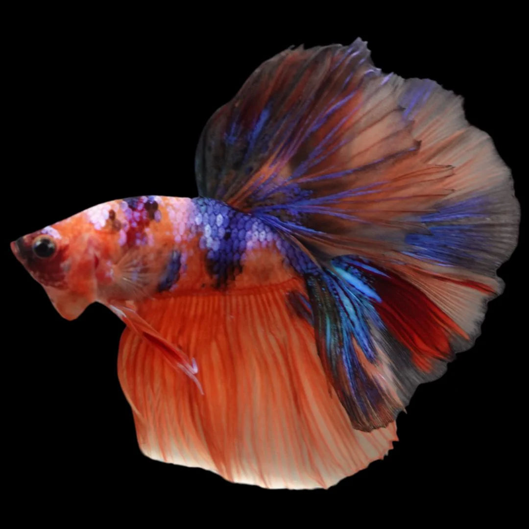 Rare Halfmoon Multicolors Betta Fish (Male)