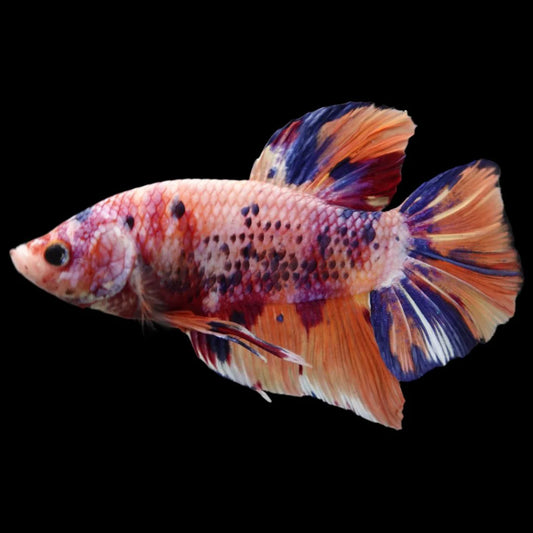 Rare Giant Multicolors Betta Fish (Male)