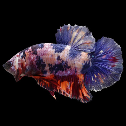 Rare Giant Multicolors Betta Fish (Male)