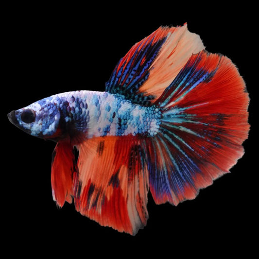 Rare Halfmoon Multicolors Betta Fish (Male)