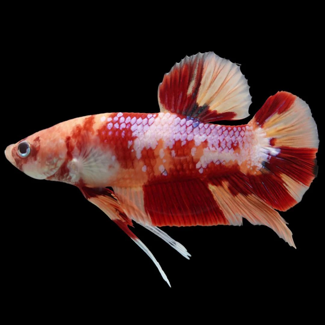 Rare Giant Candy Betta Fish (Male)