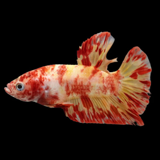 Rare Koi Multicolors Betta Fish (Male)