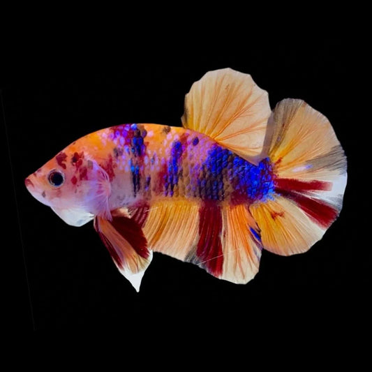 Rare Koi Multicolors Betta Fish (Male)