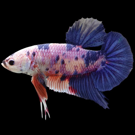 Rare Giant Multicolors Betta Fish (Male)