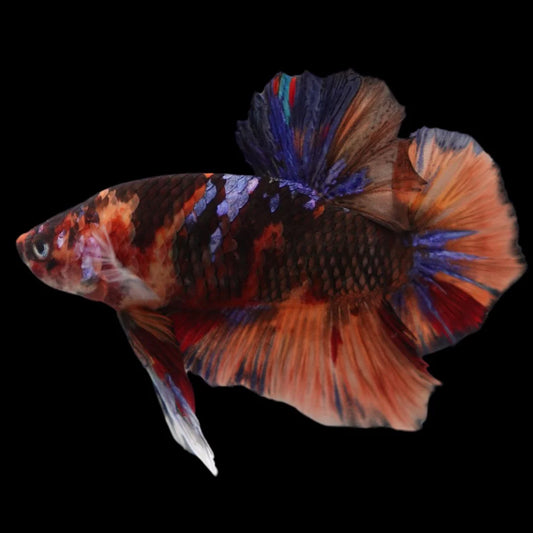 Rare Giant Multicolors Betta Fish (Male)