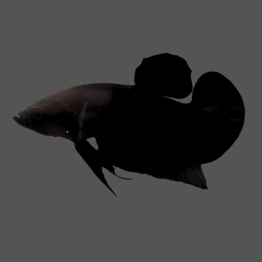 Competition grade - Super Black HMPK Betta Fish (MALE)