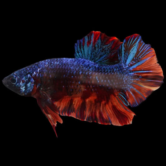 Rare Giant Galaxy Fire Betta Fish (Male)