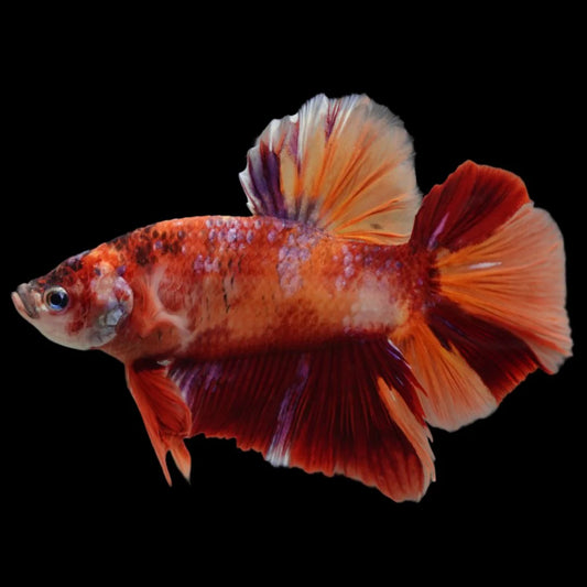 Rare Giant Nemo Betta Fish (Male)