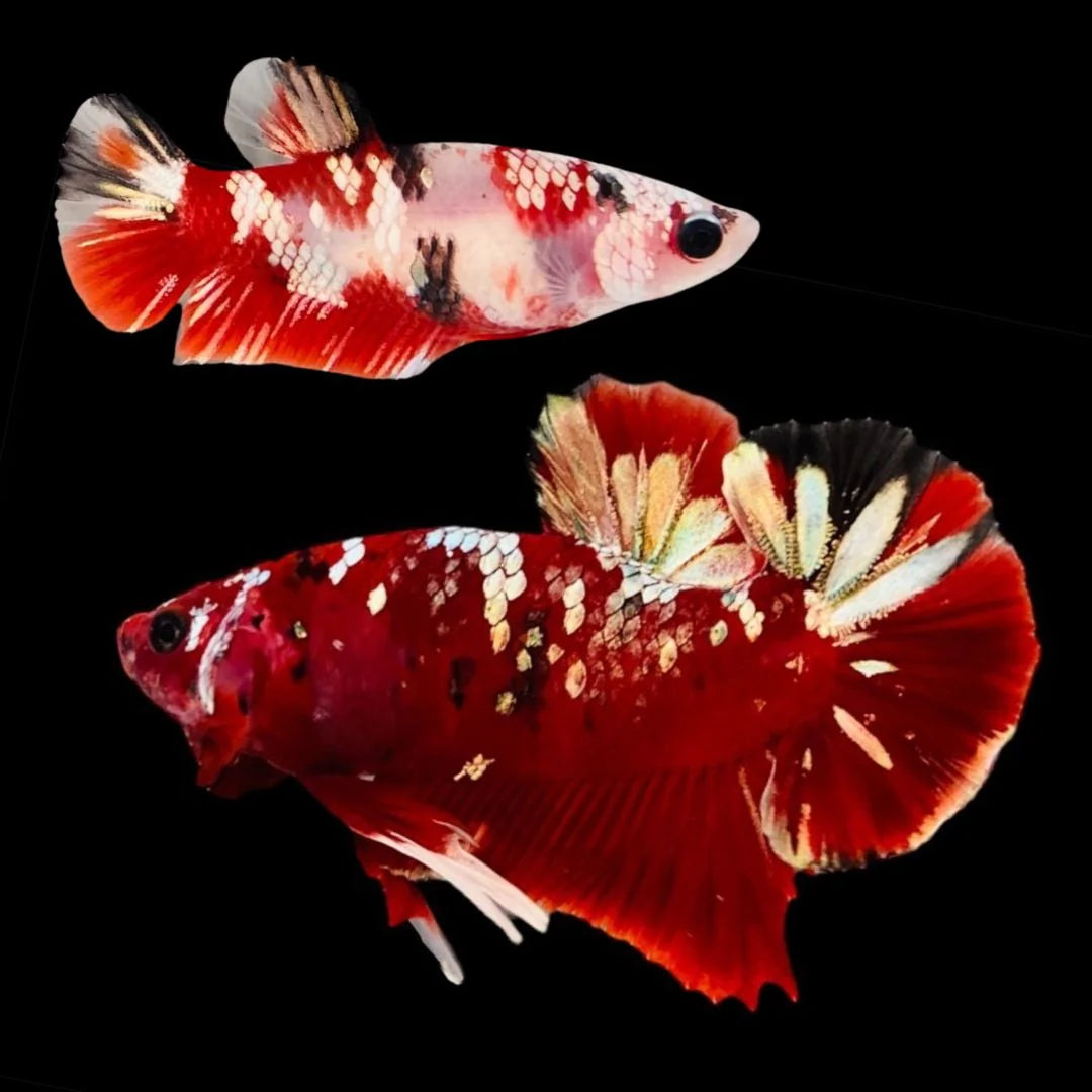 Rare Pair Red Copper Betta Fish (Male & Female)