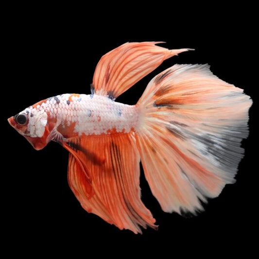 Rare Halfmoon Multicolors Betta Fish (Male)