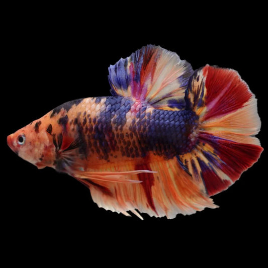 Rare Giant Multicolors Betta Fish (Male)