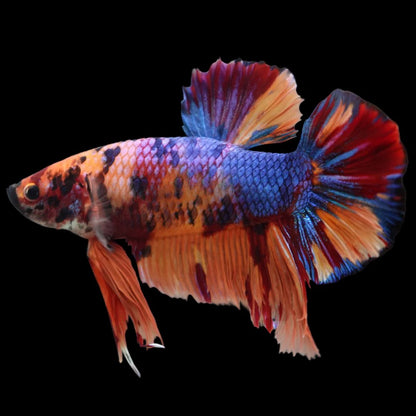 Rare Giant Multicolors Betta Fish (Male)