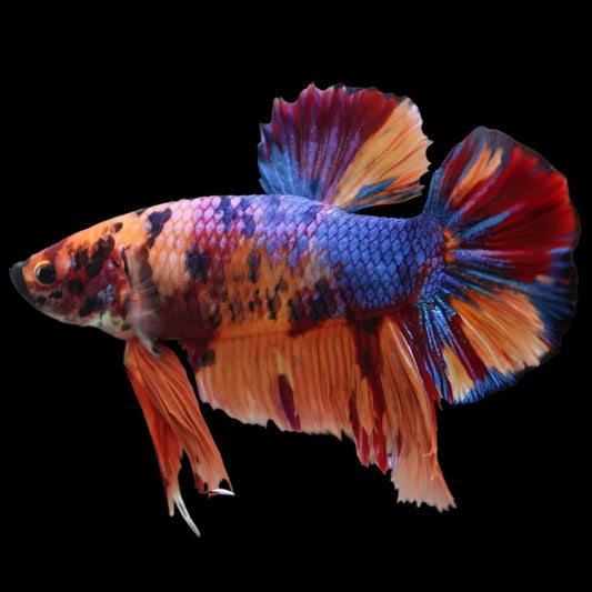Rare Giant Multicolors Betta Fish (Male)