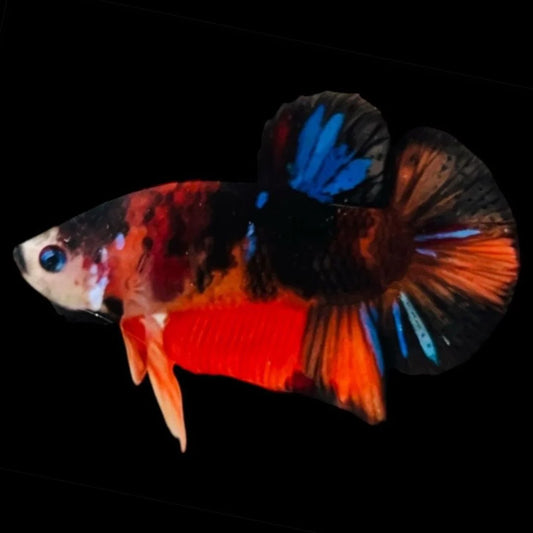 Rare Koi Multicolors Betta Fish (Male)