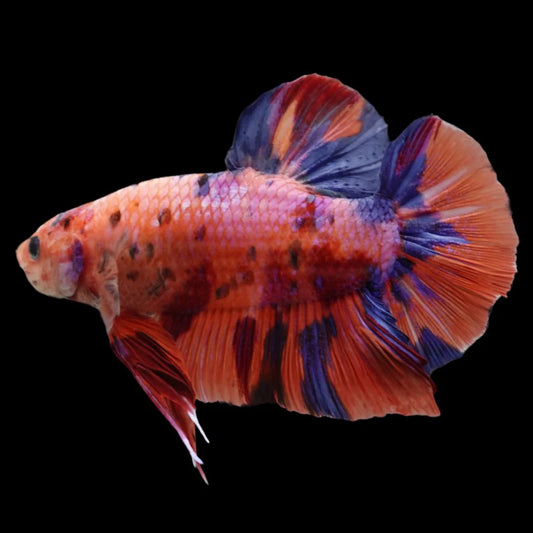 Rare Giant Multicolors Betta Fish (Male)