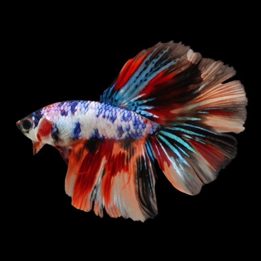 Competition Halfmoon Multicolors Betta Fish (MALE)
