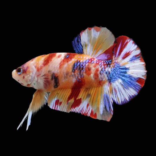 Competition grade - Candy Multicolors Betta Fish (MALE)