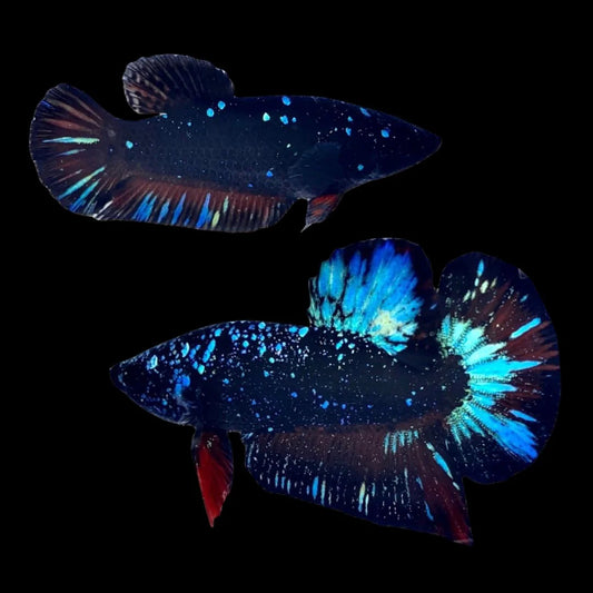 Rare Pair Galaxy Black Star Betta Fish (Male & Female)