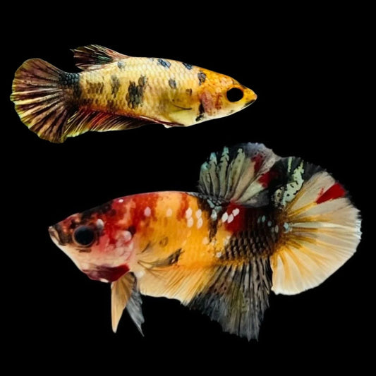 Rare Pair Nemo Copper Betta Fish (Male & Female)