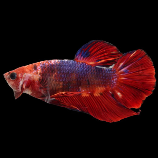 Rare Giant Multicolors Betta Fish (Male)