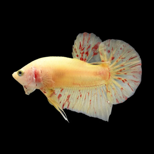 Competition grade - Vanda Betta Fish (MALE)