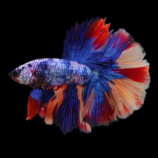 Rare Halfmoon Multicolors Betta Fish (Male)