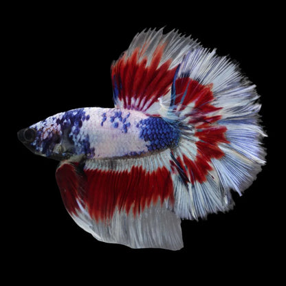 Competition Halfmoon Blue White And Red Betta Fish (MALE)