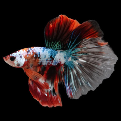 Rare Halfmoon Multicolors Betta Fish (Male)