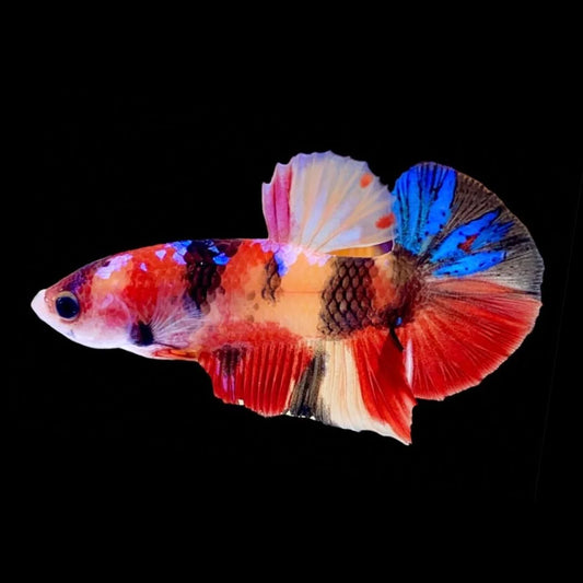 Rare Koi Multicolors Betta Fish (Male)