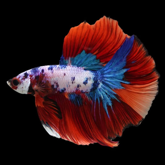 Rare Halfmoon Multicolors Betta Fish (Male)