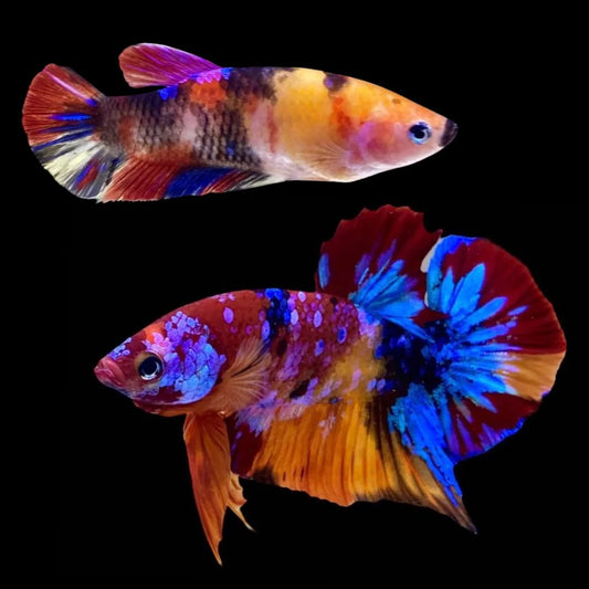 Rare Pair Koi Multicolors Betta Fish (Male & Female)