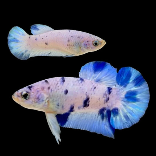 Rare Pair Blue Marble Dot Betta Fish (Male & Female)