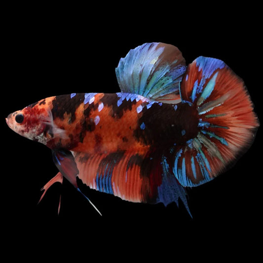 Rare Giant Multicolors Betta Fish (Male)