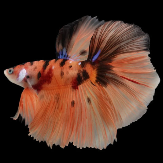 Rare Halfmoon Multicolors Betta Fish (Male)