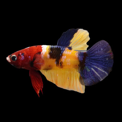 Competition grade - Multicolor Betta Fish (MALE)