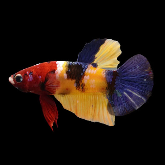 Competition grade - Multicolor Betta Fish (MALE)
