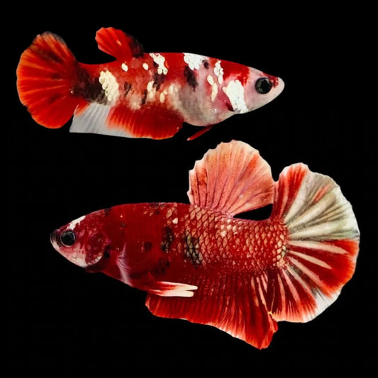 Rare Pair Red Copper Betta Fish (Male & Female)